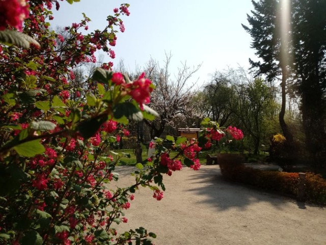 Wygląda na to, że wiosna na dobre się już u nas rozgościła. Widać to między innymi w Ogrodzie Botanicznym UKW, który mieści się u zbiegu ulic Chodkiewicza, Niemcewicza i Powstańców Wielkopolskich.