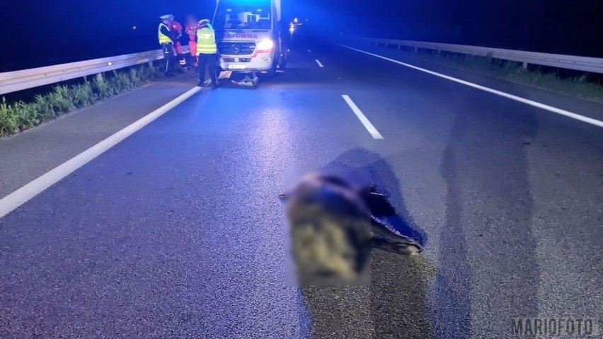 Wypadek w Opolu. Karetka uderzyła w dzika na obwodnicy północnej. Załoga miała dużo szczęścia