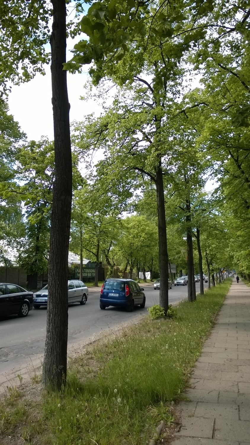 Budowa tunelu na Niciarnianej w Łodzi. Czy wytną aż 400 drzew? [ZDJĘCIA]