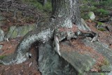 W Piekielnej Dolinie drzewa wyrastają ze skał. Zdjęcia