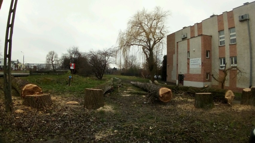 Malbork. Wycinki drzew w mieście. Mieszkańcy zdziwieni pustą przestrzenią przy ul. Targowej
