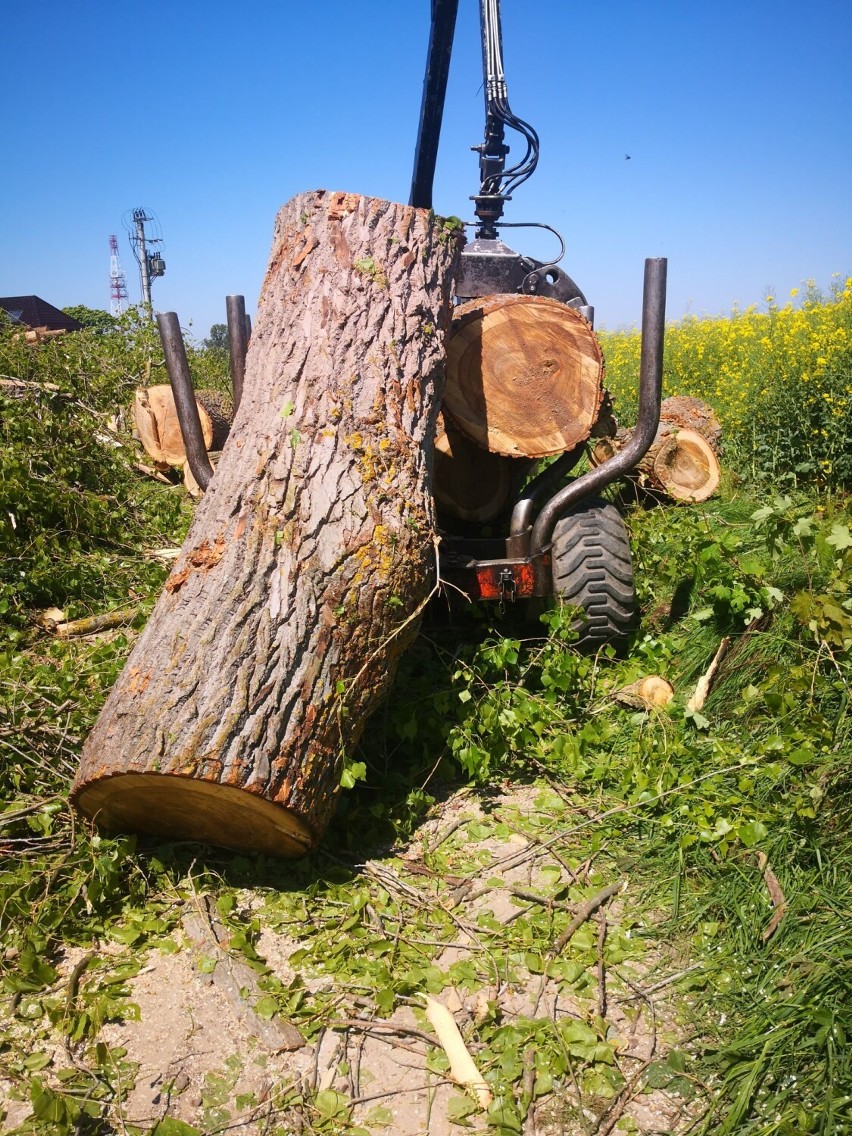 Żelistrzewo jak z bajki. Jest Krecik, będą Kajko i Kokosz