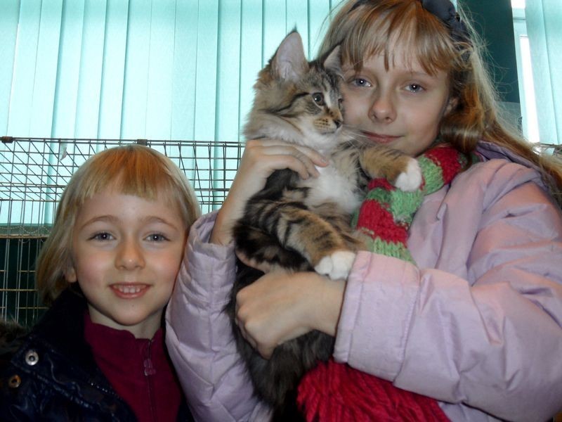 Wodzisław Śląski: Wystawa kotów w WCK [ZDJĘCIA]