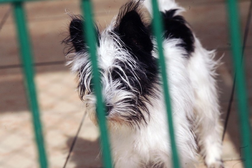 Te psy czekają na adopcję w legnickim schronisku, są także szczeniaki [ZDJĘCIA] 