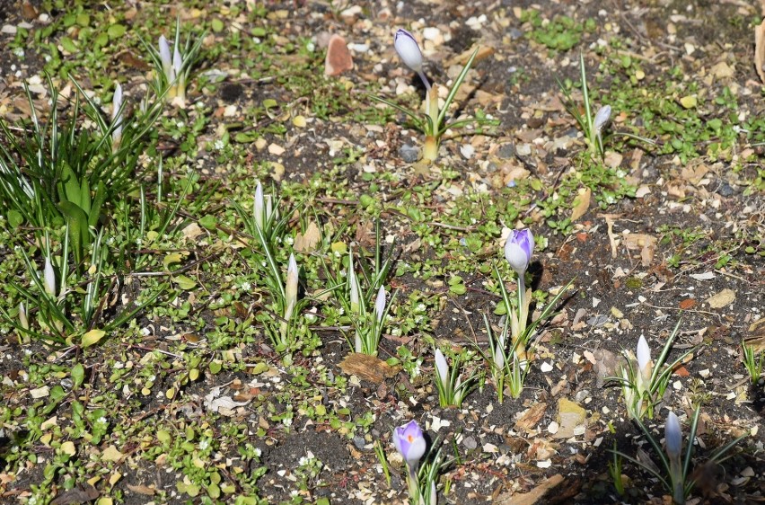 Oznaki wiosny w Kraśniku! Przyroda budzi się do życia. Zobacz galerię zdjęć