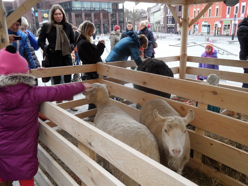 Żywa szopka 2014 Jaworzno. Na rynku pasterze, osiołek, owce [ZDJĘCIA]