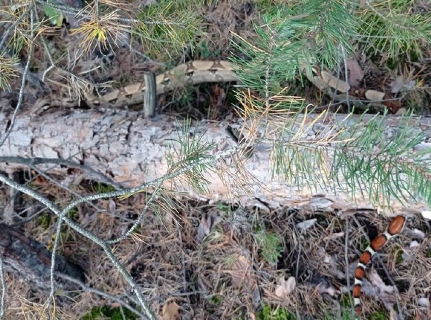 Wąż - ba dusiciel - znaleziony w lesie w powiecie górowskim