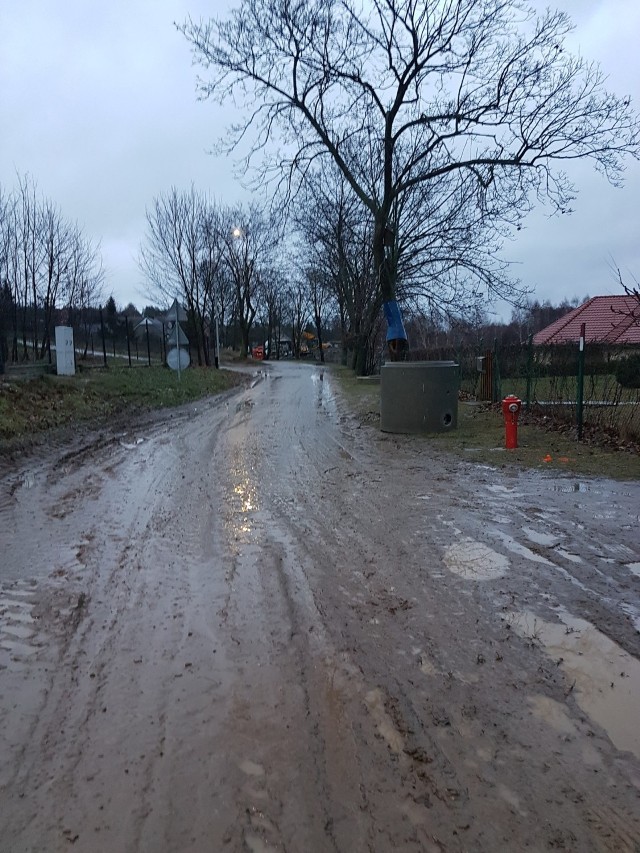 30 drzew w Rozłogach, mających przedwojenny rodowód, zostało wyznaczonych do wycinki