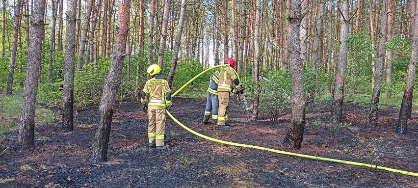 Pożar lasu pod Komarowem. Strażacy z Lubczyny w akcji