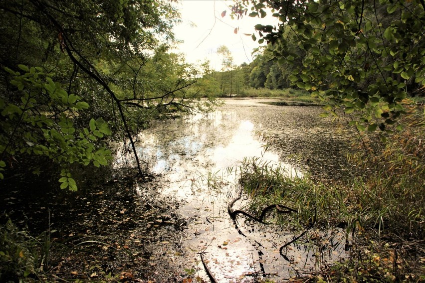 Zbąszyń. Miejski Park w październikowym słońcu - 13.10.2021