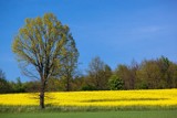 Okolice Radomska w obiektywie Włodzimierza Tyczyńskiego. ZDJĘCIA