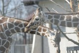 Nowe zwierzęta w śląskim zoo: Zobaczcie, jak cieszą się zwierzęta