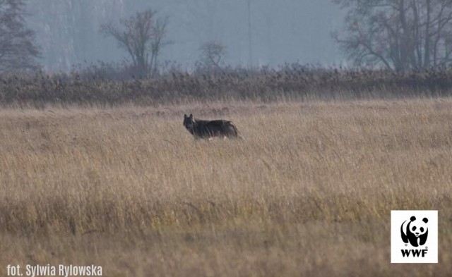 Z roku na rok populacja wilków w woj. lubuskim rośnie. W ciągu kolejnych 10 lat ich liczebność zwiększyła się do 350 osobników.