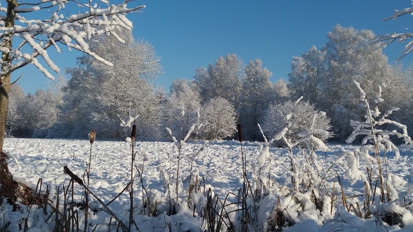 Okolica Gwiazdówka w gm. Sławno. Piękno zimy