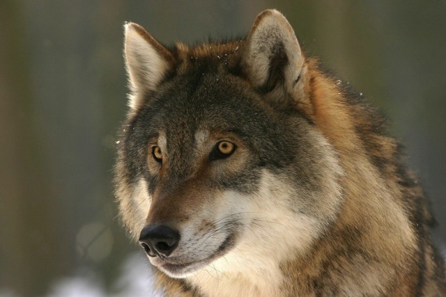 Na wypadek bezpośredniego kontaktu z wilkiem, trzeba się ostrożnie wycofać, nie wpadając w panikę.