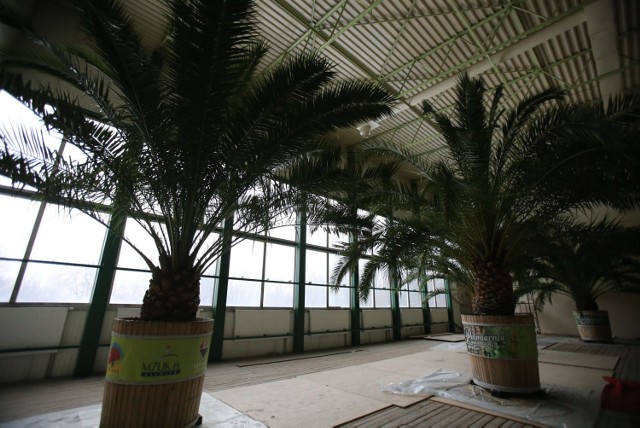 Mieszkańcy pokochali katowicki rynek z palmami. Na razie wciąż zimują w hali Jantor w Janowie