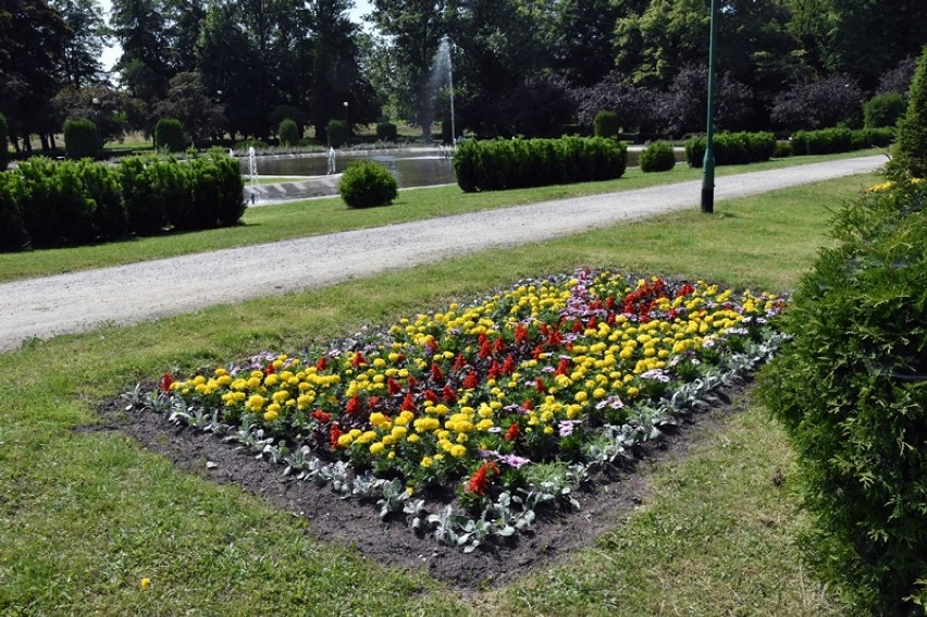  Wiosenne nasadzenia kwiatów w centrum i w parku Legnicy  [ZDJĘCIA]