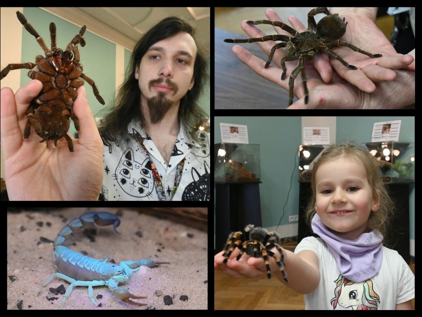 Wystawa pająków i skorpionów w Kielcach trwa od wtorku, 4...
