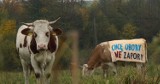 "Nie wierzcie w zbiorniki". Artyści i ekolodzy zapraszają do Myscowej i Kątów