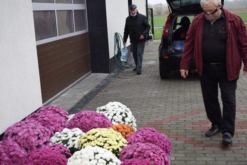 Akcja chryzantema. Rozsadzali kwiaty otrzymane od ARiMR. Ozdobią miejsca publiczne