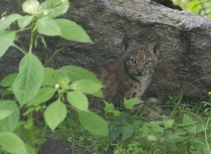 Borek i Leśnica - imiona dla małych rysi z wrocławskiego zoo