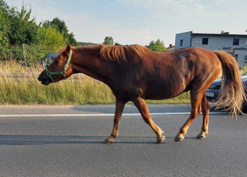 Konie na trasie z Zawiercia do Poręby