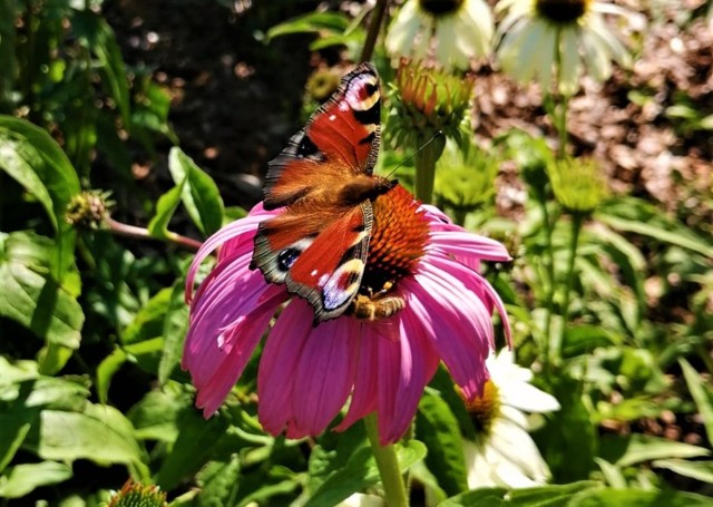 Niebawem w ogródku pojawią się również kolorowe domki dla motyli, w których znajdą one schronienie szczególnie na czas hibernacji.