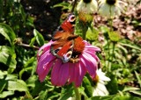 W Jaśle jest ogród dla motyli. Niebawem powstaną też domki, w których motyle znajdą schronienie na czas hibernacji [ZDJĘCIA]