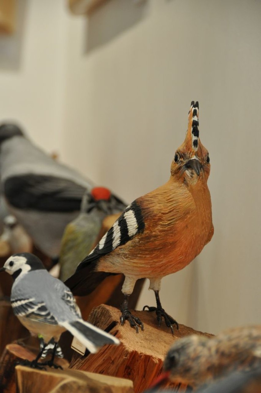 ,,Ptaki naszych lasów" na wystawie w Ośrodku Kultury Leśnej 