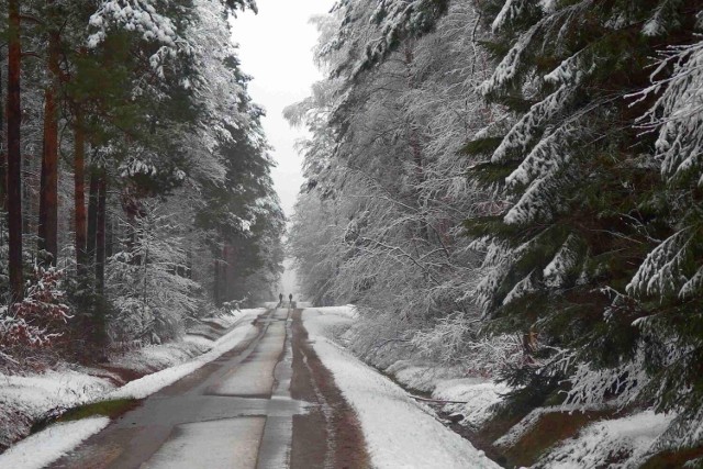 Po ostatnich opadach śniegu do starachowickich lasów wróciły zimowe widoki