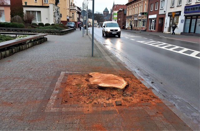 Dzisiaj rano wycięta została stara wiśnia japońska, rosnąca w centrum Goleniowa