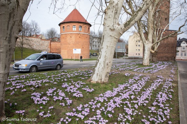 Wiosna w Stargardzie