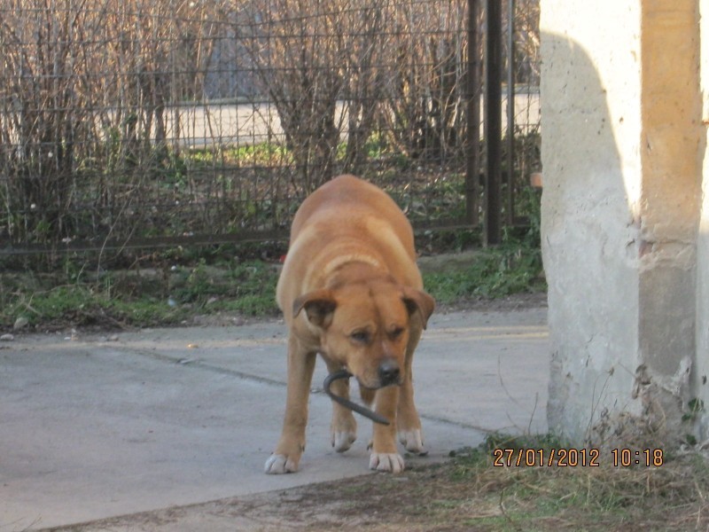 W Nowym Tomyślu odłowiono bezpańskie psy [FOTO]