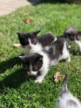Te kotki w Sycowie czekają na nowy dom (ZDJĘCIA)