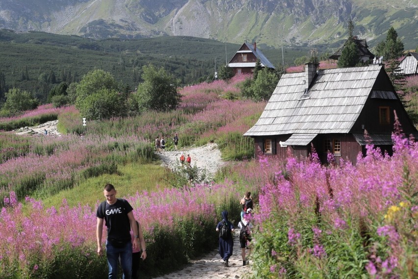 Wierzbówka kiprzyca masowo kwitnie na Hali Gąsienicowej w...