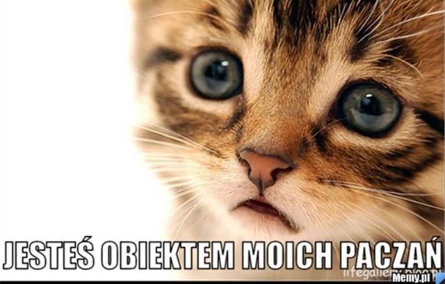 Memy z kotami robią zawrotną karierę w Polsce. Zobacz najlepsze.

Zobacz kolejne memy z kotami. Przesuwaj zdjęcia w prawo - naciśnij strzałkę lub przycisk NASTĘPNE
