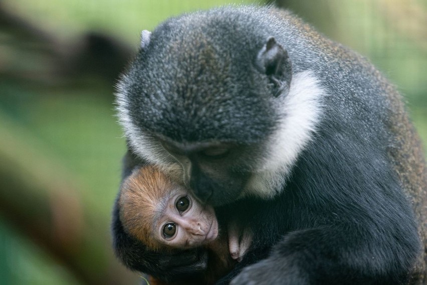 To śliczne maleństwo przyszło na świat we wrocławskim zoo. Zobacz tego słodziaka! (ZDJĘCIA)