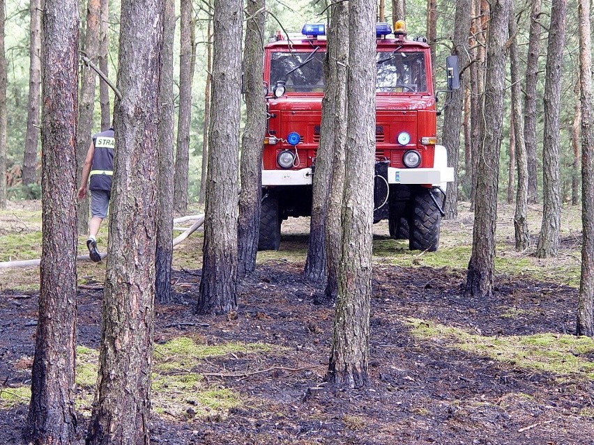 Pożar lasu w gminie Burzenin