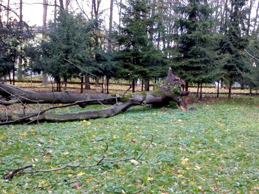 Orkan Grzegorz w żywieckim parku - powalone drzewa i zniszczony mostek [ZDJĘCIA]