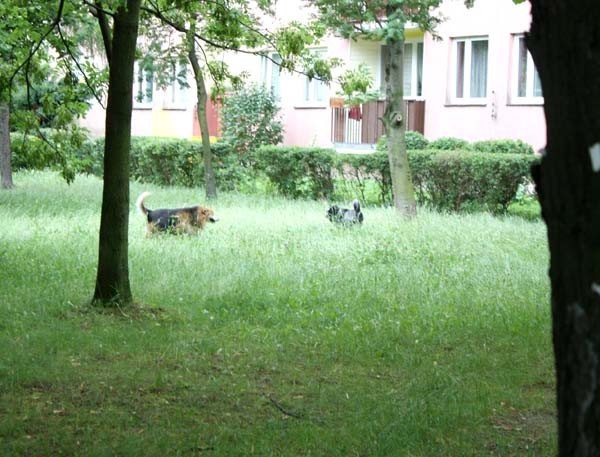 Bezpańskie zwierzęta wałęsają się po zawierciańskich osiedlach. W wakacje ich liczba się zwiększa