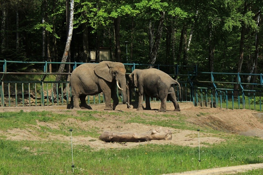 Królowe oliwskiego zoo - słonice Katka i Wiki. Stań oko w oko ze słoniem! [ZDJĘCIA]