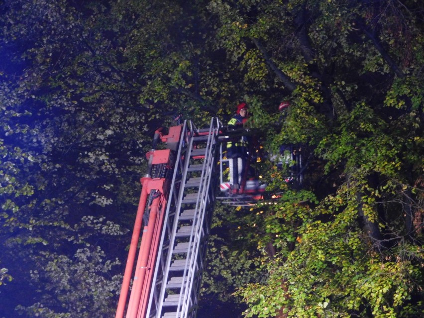 Wałbrzych: Akcja strażaków. Wycięli pęknięte, wielkie ,stare drzewo! (ZDJĘCIA)
