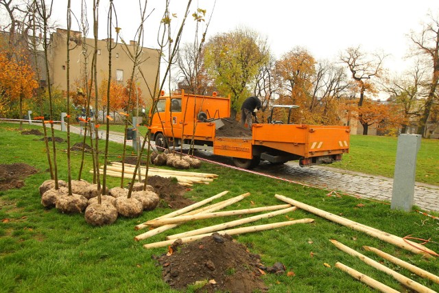 Stary Browar w Poznaniu: Sadzą nowe drzewa w parku