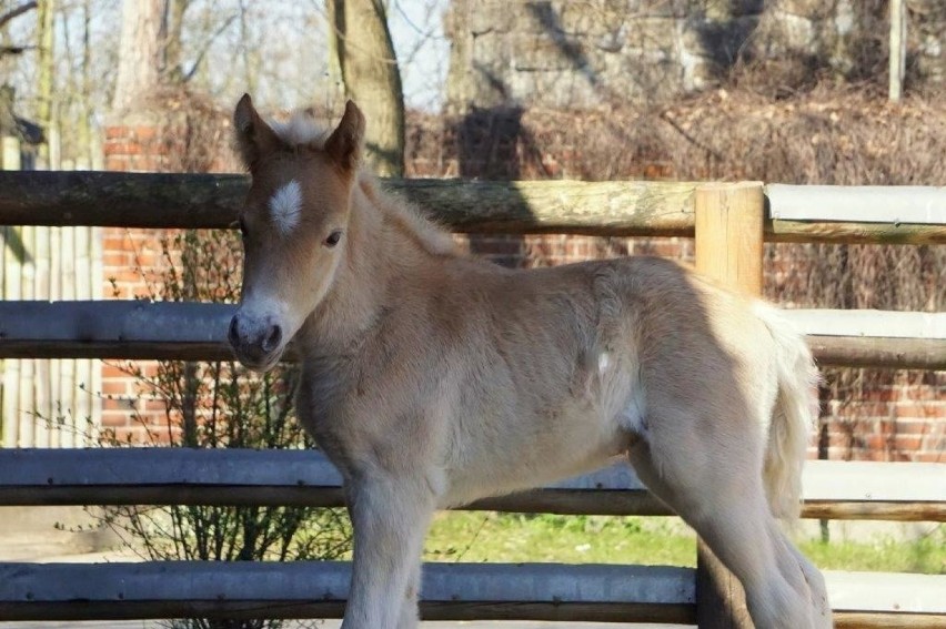 Mała Arktyka we wrocławskim zoo. To największy kucyk świata.