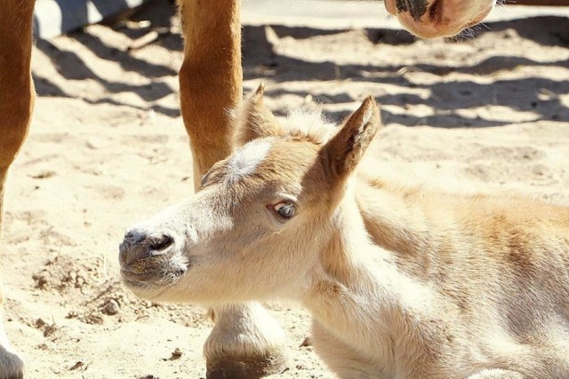 Mała Arktyka we wrocławskim zoo. To największy kucyk świata.