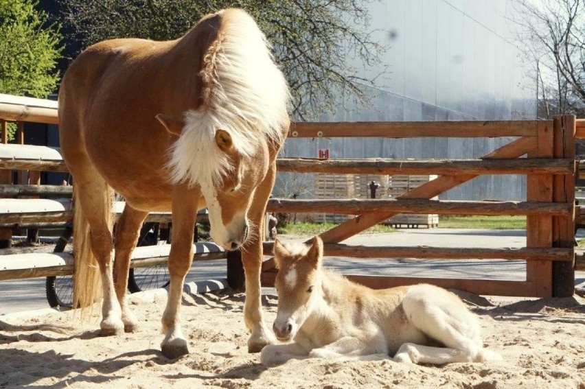 Mała Arktyka we wrocławskim zoo. To największy kucyk świata.