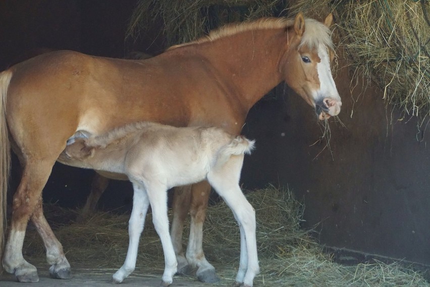 Mała Arktyka we wrocławskim zoo. To największy kucyk świata.