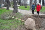 Sadzą nowe drzewa w Parku Młodzieżowym w Świdnicy. W miejsce tych wyciętych. ZDJĘCIA