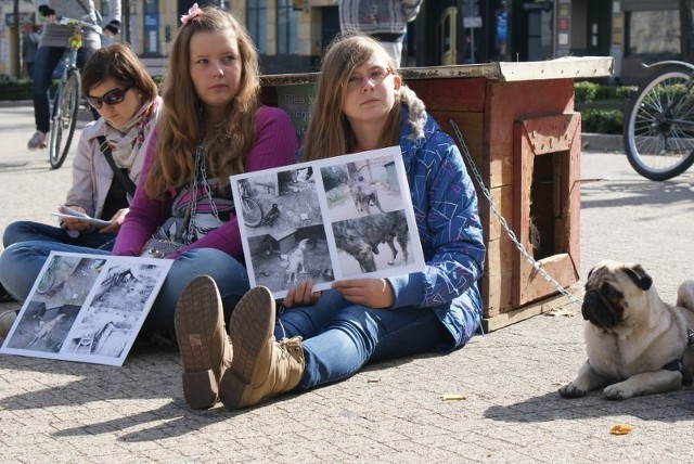 "Zerwijmy Łańcuchy" w Poznaniu - sprzeciwią się cierpieniu zwierząt