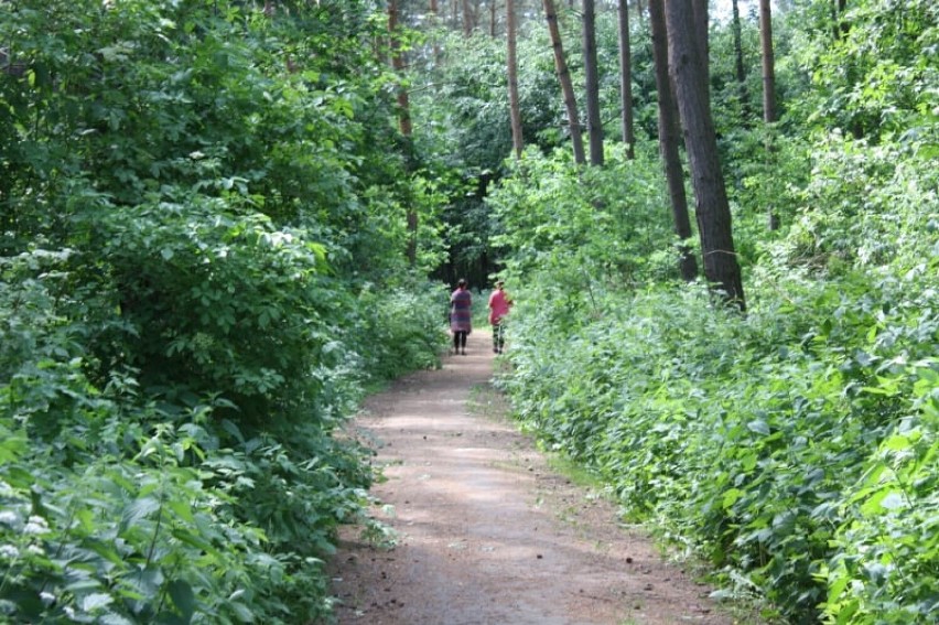 Leśny spacer medytacyjny już w najbliższą niedzielę na terenie Rezerwatu Przyrody Wiosło Duże. Zaprasza Fundacja Klimat i Emocje
